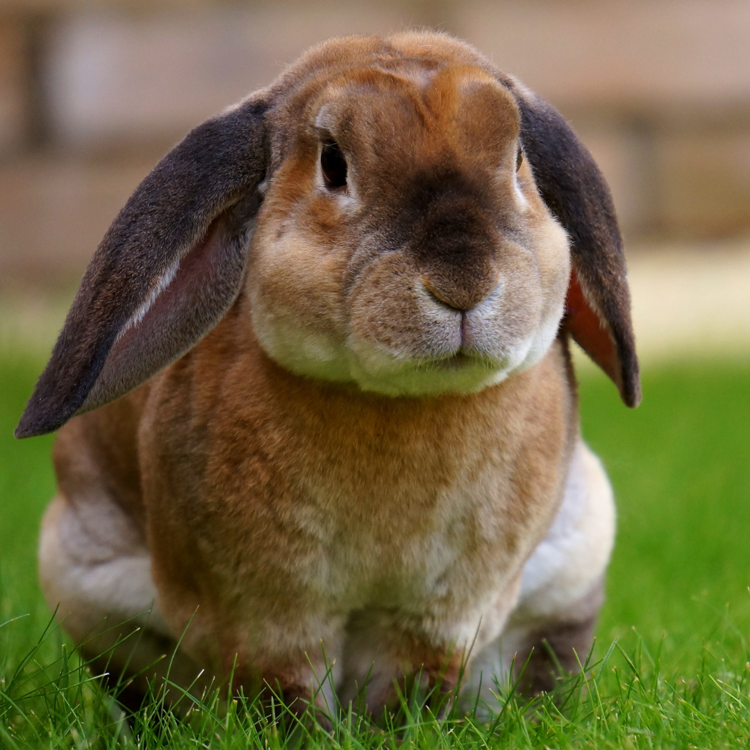 Photo of a brown and white bunny